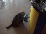Die Katze bekommt nie was zu Fressen